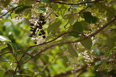 Lagerstroemia microcarpa